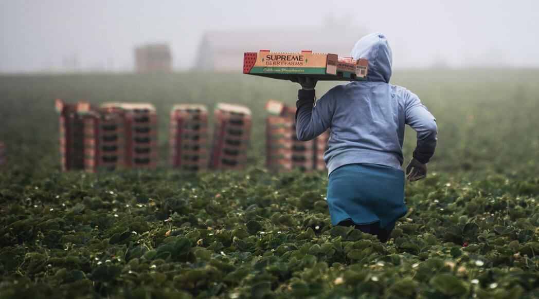 A farmworker carries berries in a field