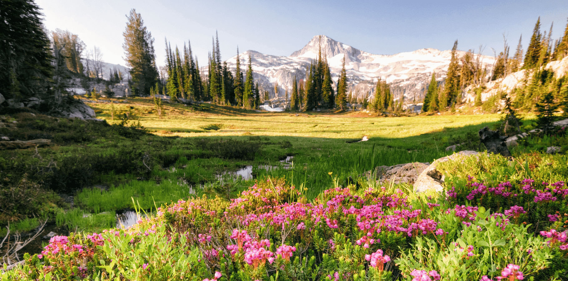 spring wildflowers in oregon mountain range