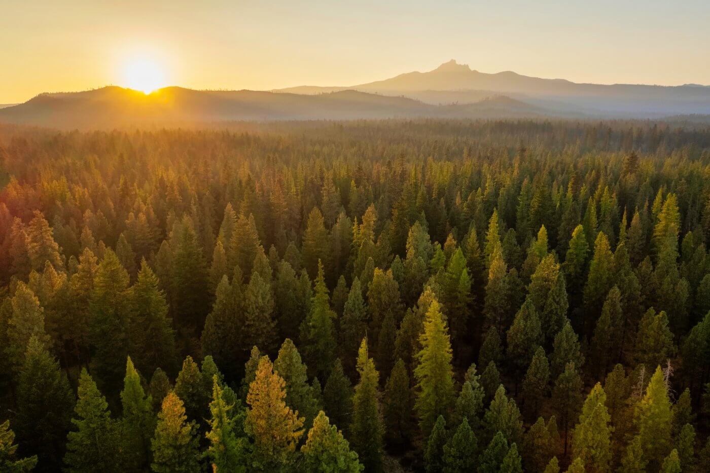 Sunbeams over Oregon Forest Landscape