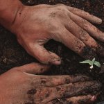 hands planting a small seedling in soil