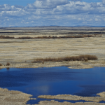 wetland in the malheur national wildlife refuge with dry grass and clouds in the blue sky